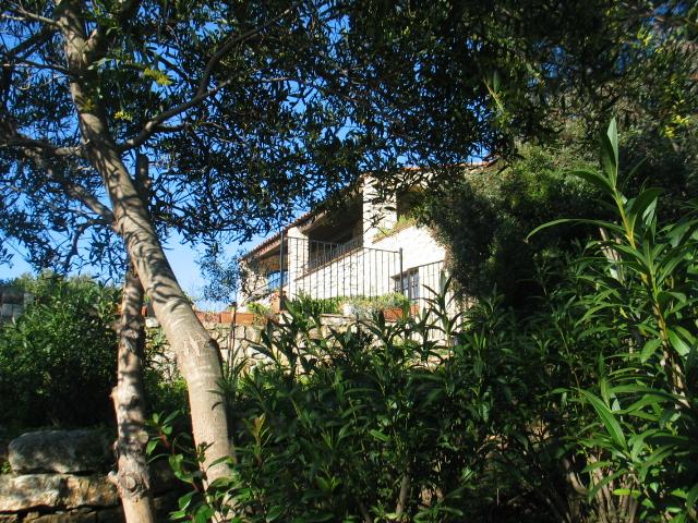 My home behind mimosa-tree