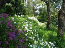 The gardin in spring